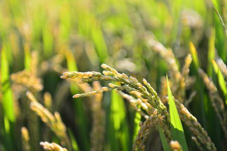 Paddy fieldsの写真素材