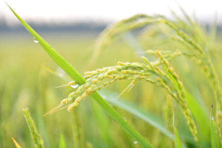 Paddy fields