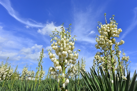 Spanish daggerの写真素材