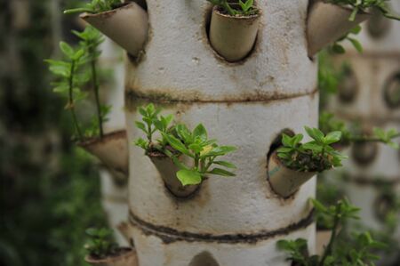 Soilless cultivation of greenhouse lettuceの写真素材