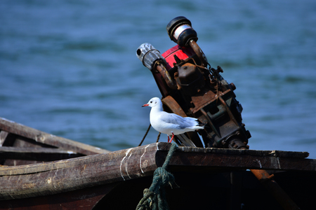 The sea bird on an old boat in the lakeの写真素材