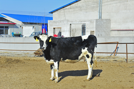 The cow in a farmのeditorial素材