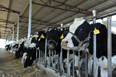 Cows in a farmのeditorial素材