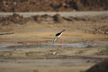 The sea birdの写真素材