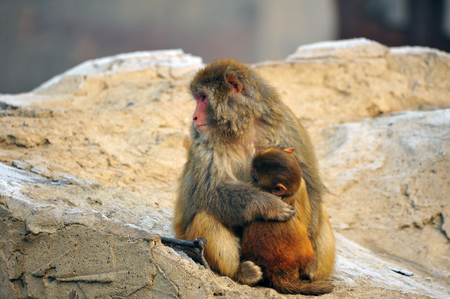 The monkeyの写真素材