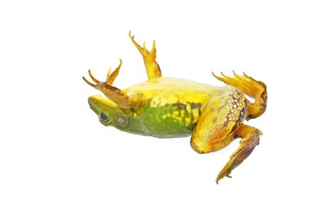 Frog isolated on a white background の写真素材