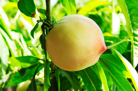 Ripe peaches growing on a treeの写真素材