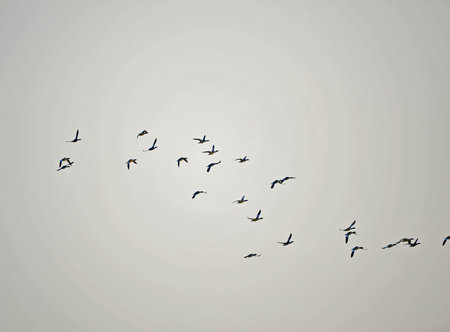 Flock of birds flying in the sky