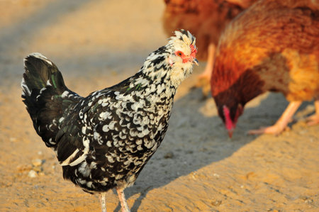 Close up view of a chicken