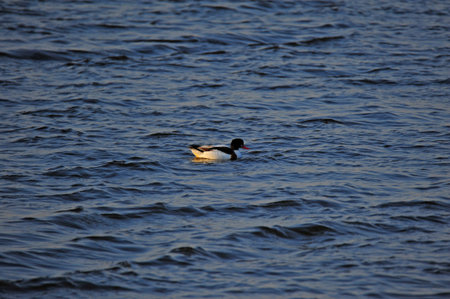 A duck in the water