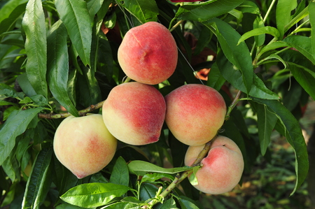 
Ripe peaches hanging in a tree の写真素材