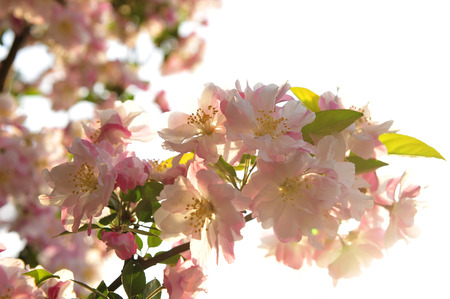 Chinese flowering crab-apple bloomingの写真素材
