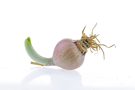 Garlic on a white background の写真素材