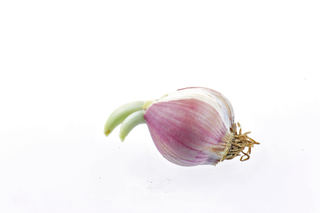 Garlic on a white background の写真素材