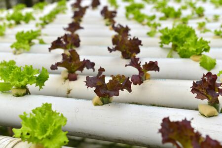 Soilless cultivation of vegetablesの写真素材