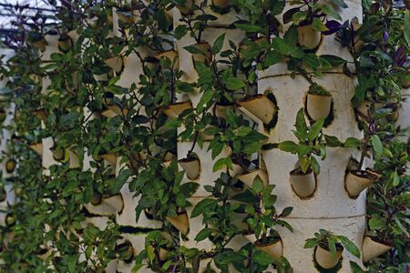 Soilless cultivation of vegetablesの写真素材