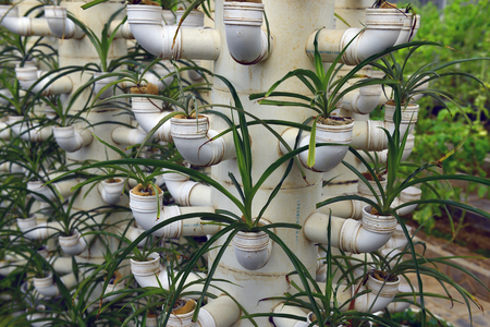 Soilless cultivation of vegetablesの写真素材