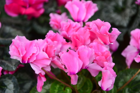 Beautiful orchids in greenhousesの写真素材