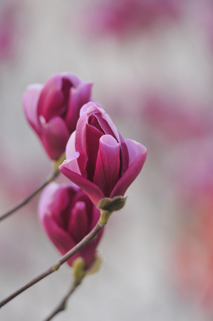 Magnolia flower blooming の写真素材