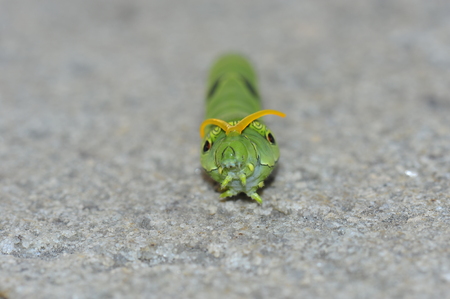 The larva of a butterflyの写真素材