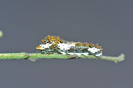 The larva of a butterfly
