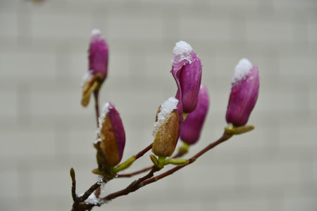 The magnoliaの写真素材