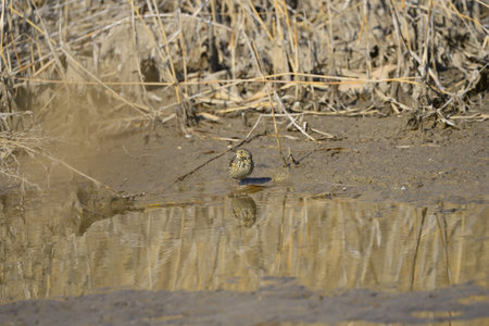 A beautiful bird in wetlands