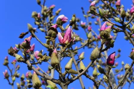 The beautiful magnoliaの写真素材