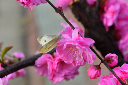 The cherry blossom in the parkの写真素材