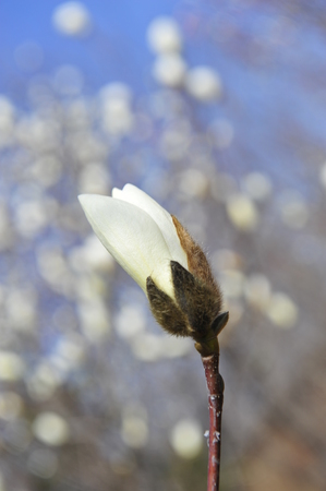 Magnolia flower blooming の写真素材