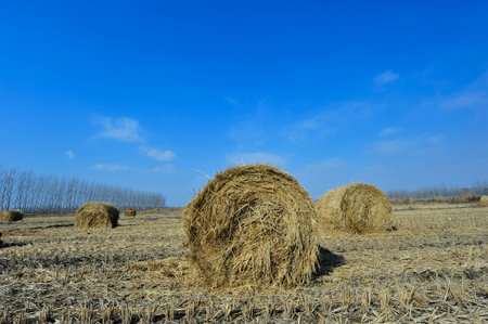 Dry straw group