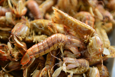 Fresh mantis shrimpの写真素材