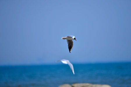 Seagulls flying in the sky