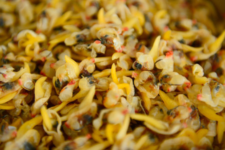 Shellfish Marine animalsの写真素材