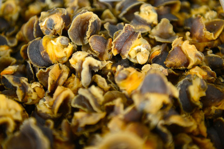 Shellfish Marine animals