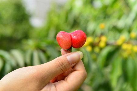 The ripe cherries are on the treeの写真素材