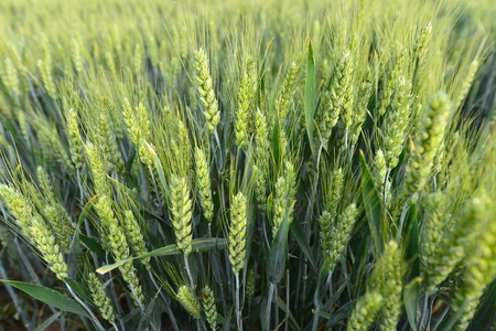 Wheat in the fieldの写真素材