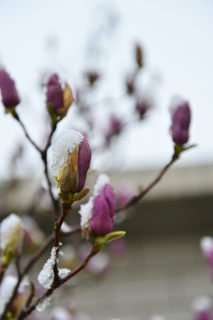 The magnolia flowers bloomingの写真素材