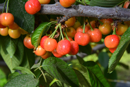The ripe cherries are on the treeの写真素材