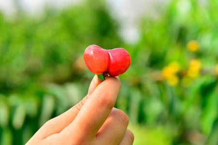 The ripe cherries are on the tree