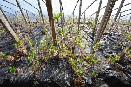 The peach blossom in the greenhouses