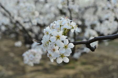 Pear flower in full bloom in springの写真素材