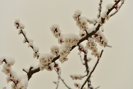 apricot flowersの写真素材