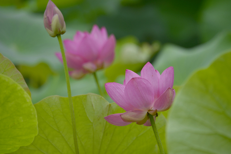 Blooming lotus flowers in the parkの写真素材