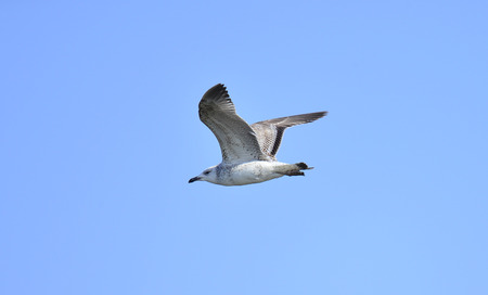 A beautiful bird in wetlandsの写真素材