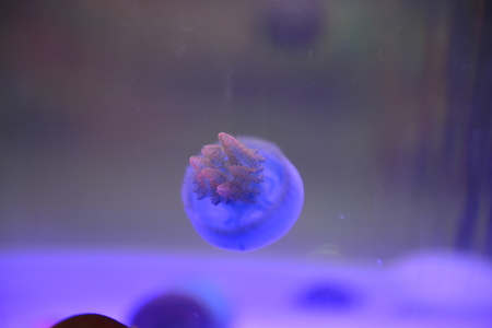 jellyfishの写真素材