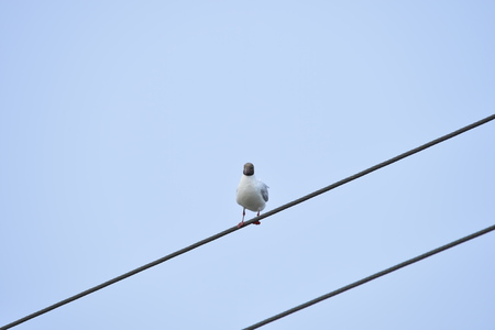 bird standing on the wireの写真素材