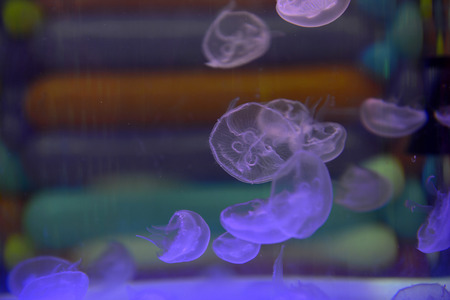 jellyfishの写真素材