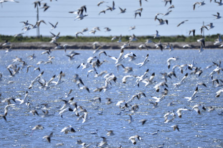 The birds at the sea