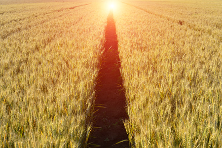 Wheat in the fieldの写真素材